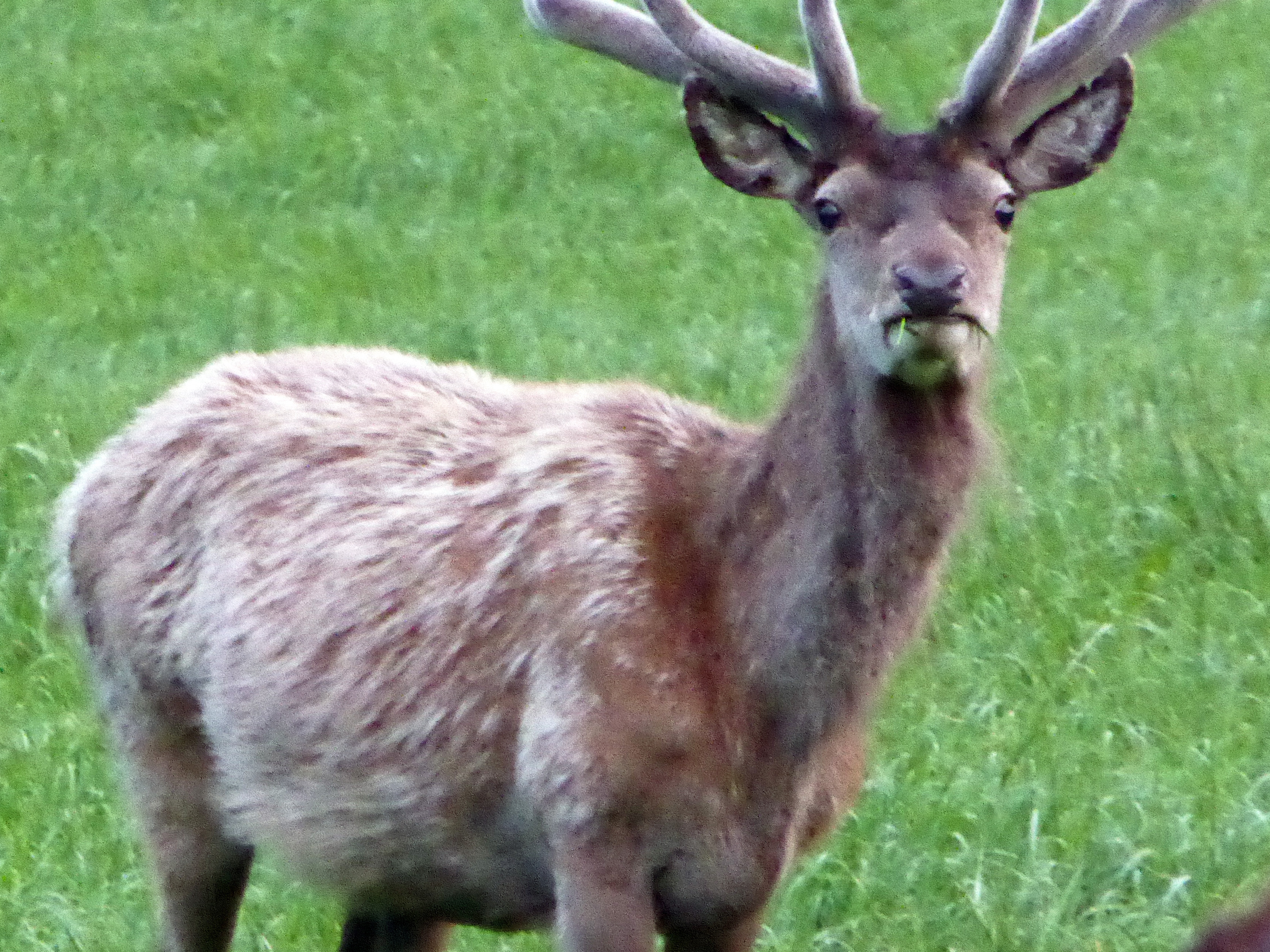 Red deer in the field by the cottage