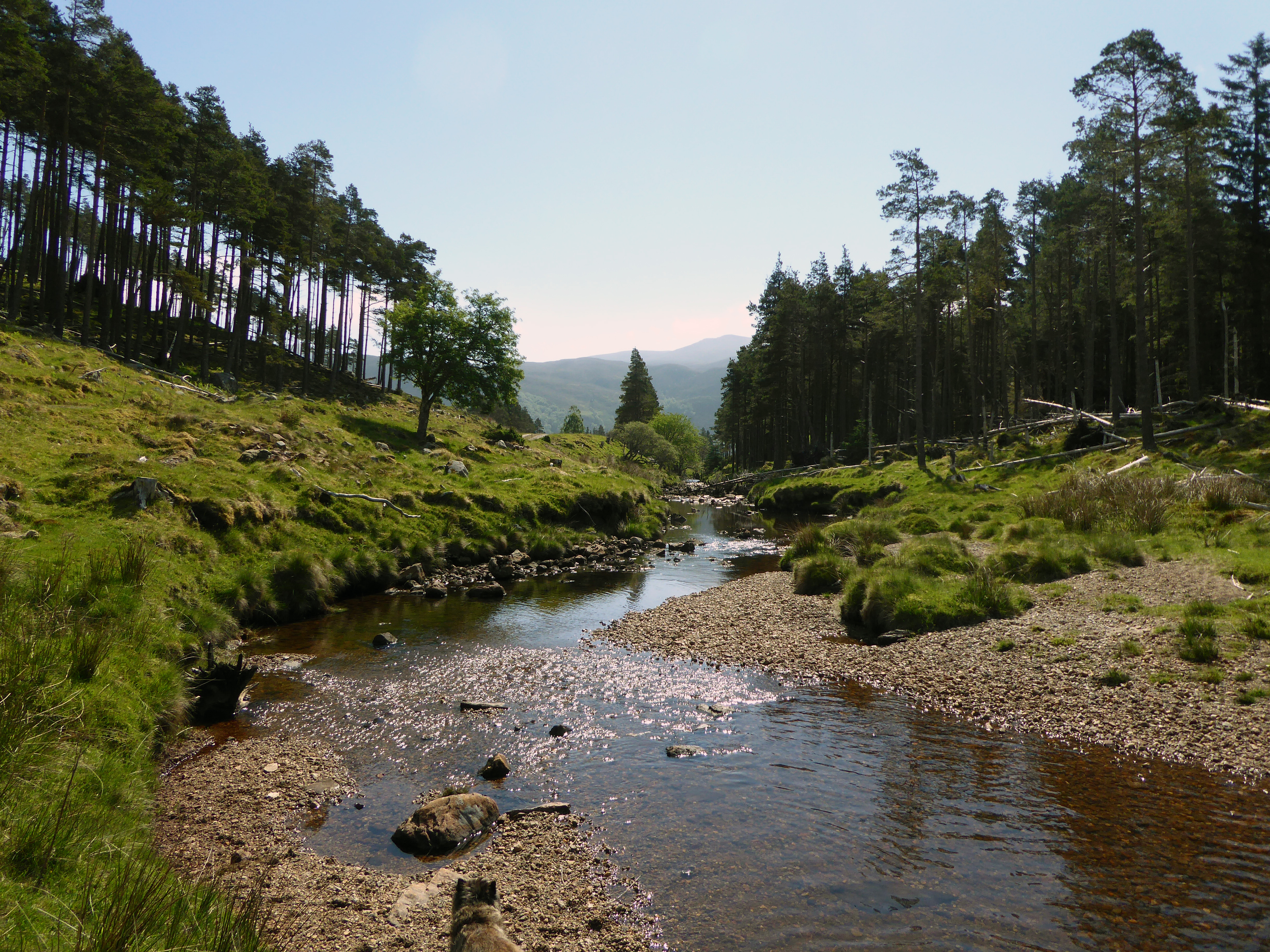 Glen Meanie, a few miles up Strathconon